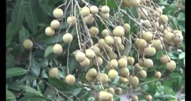Ağaçtaki Longan
