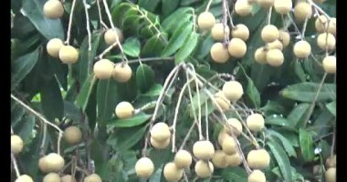 Ağaçtaki Longan
