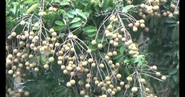 Ağaçtaki Longan