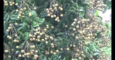 Ağaçtaki Longan