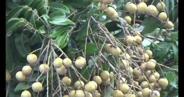 Ağaçtaki Longan