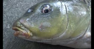 Karadaki dev sazan balığı.