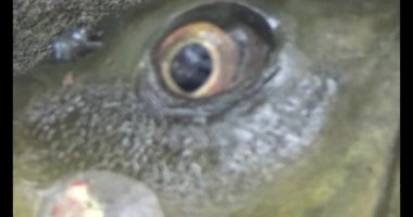 Karadaki dev sazan balığı.