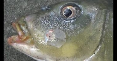 Karadaki dev sazan balığı.