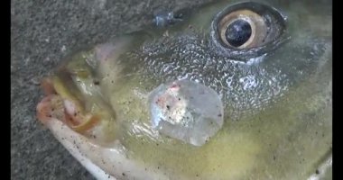 Karadaki dev sazan balığı.