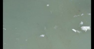 Bambu filizlerini kes.