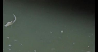 Bambu filizlerini kes.