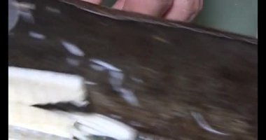 Bambu filizlerini kes.