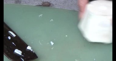 Bambu filizlerini kes.