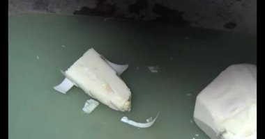 Bambu filizlerini kes.