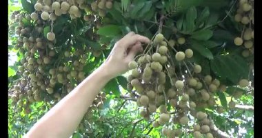 Ağaçtaki longan ve Longan yemek