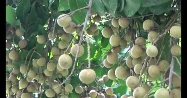 Ağaçtaki longan ve Longan yemek