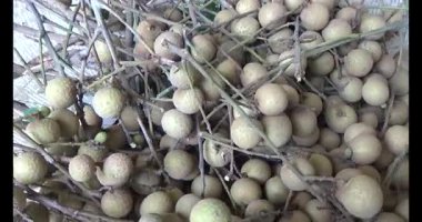 Ağaçtaki longan ve Longan yemek