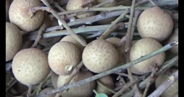 Ağaçtaki longan ve Longan yemek