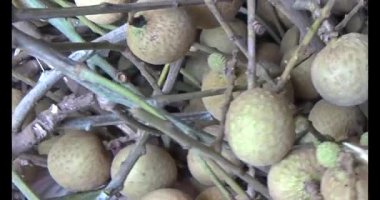 Ağaçtaki longan ve Longan yemek