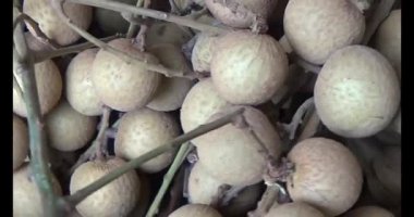 Ağaçtaki longan ve Longan yemek