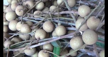 Ağaçtaki longan ve Longan yemek