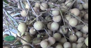 Ağaçtaki longan ve Longan yemek