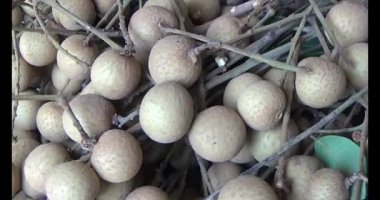 Ağaçtaki longan ve Longan yemek