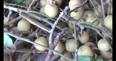 Ağaçtaki longan ve Longan yemek