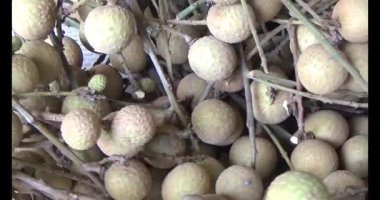Ağaçtaki longan ve Longan yemek