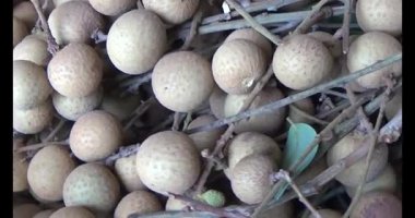 Ağaçtaki longan ve Longan yemek