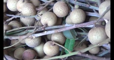 Ağaçtaki longan ve Longan yemek