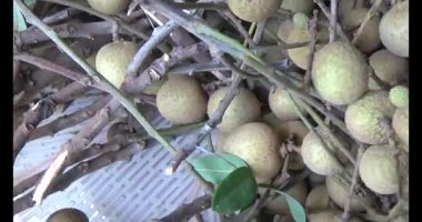 Ağaçtaki longan ve Longan yemek