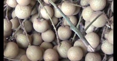Ağaçtaki longan ve Longan yemek