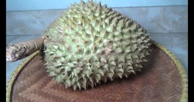 Durian kesimi.