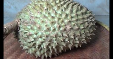 Durian kesimi.