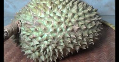 Durian kesimi.
