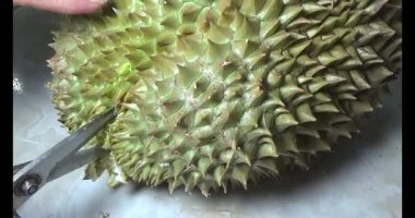 Durian kesimi.