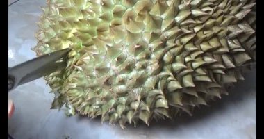 Durian kesimi.