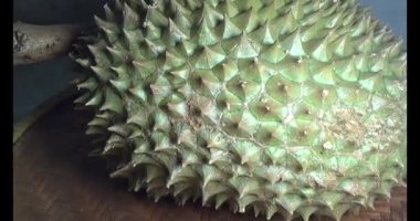 Durian kesimi.