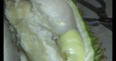 Durian kesimi.