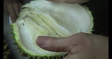 Durian kesimi.