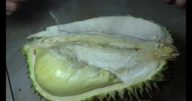 Durian kesimi.