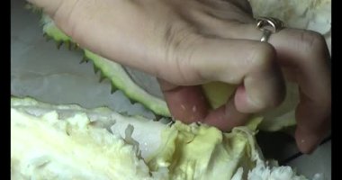 Durian kesimi.