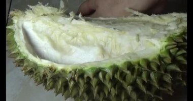 Durian kesimi.