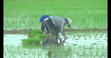 Pirinç alanında dikim çiftçiler