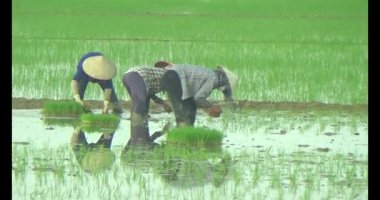 Pirinç alanında dikim çiftçiler