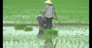 Pirinç alanında dikim çiftçiler