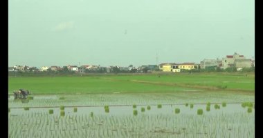 Pirinç alanında dikim çiftçiler