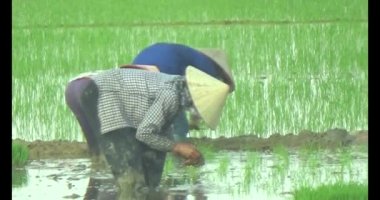 Pirinç alanında dikim çiftçiler