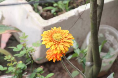 Bahçedeki çiçekler