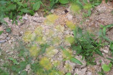 Bahçedeki çiçekler