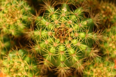 Bahçedeki çiçekler