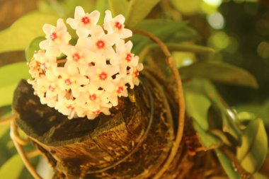 Bahçedeki çiçekler