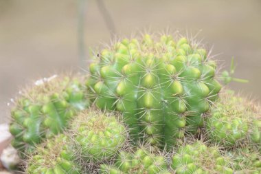 Bahçedeki çiçekler